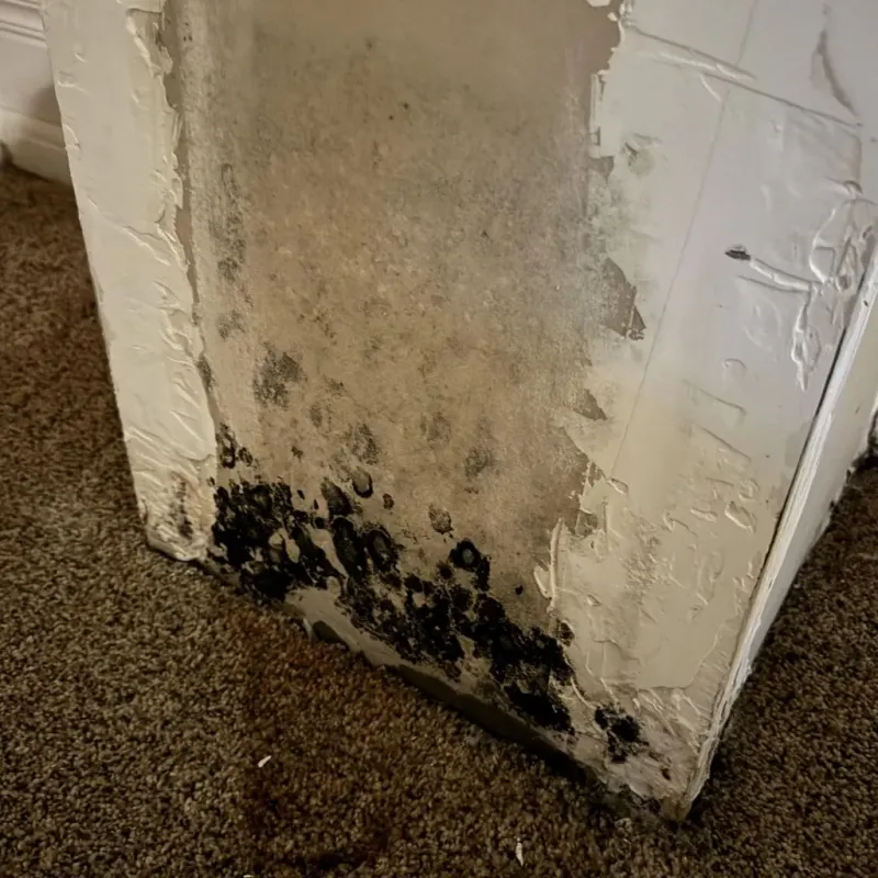 Professional Mold Removal in Sand Hill, PA